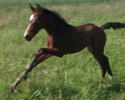 broodmare Roomyna (Westphalian, 2018, from Royal Doruto OLD)