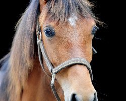 broodmare Able to fly (Oldenburg show jumper, 2017, from Levisonn 208 FIN)