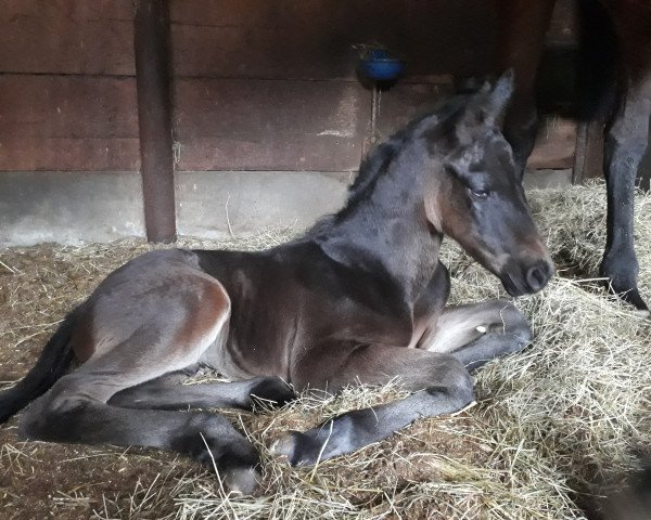 stallion Schwarzbier (Oldenburg show jumper, 2018, from Schwarzgold)