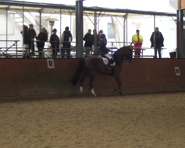 Reitturnier Leichlingen-Witzhelden 2017