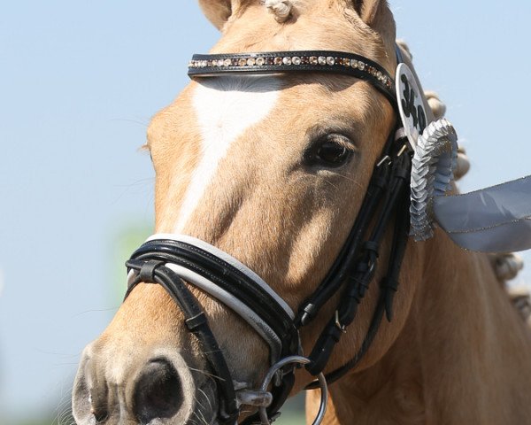Pferd Djack Daniels J (Deutsches Reitpony, 2013, von Don Dolino)
