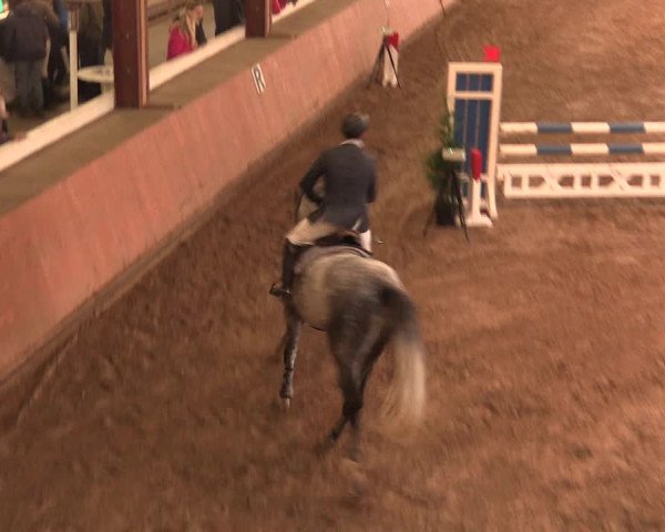Reitturnier Bad Salzuflen 2017