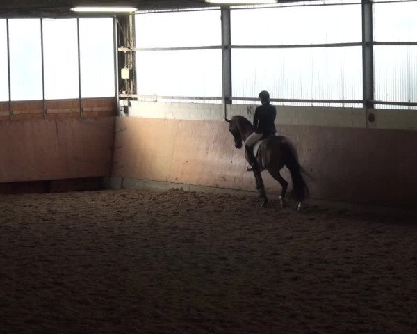 Reitturnier Leichlingen-Witzhelden 2017
