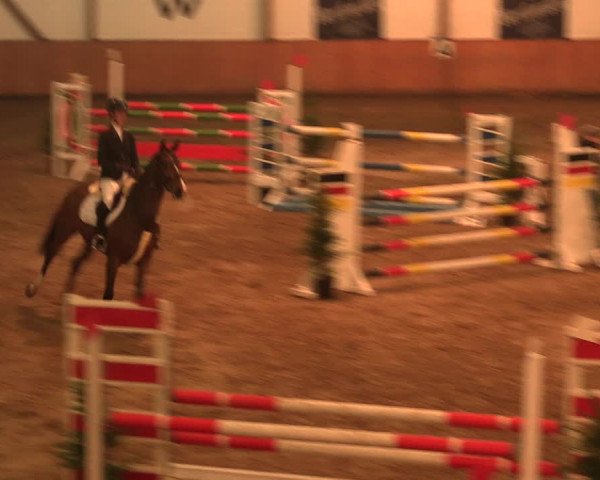 Reitturnier Bad Salzuflen 2017