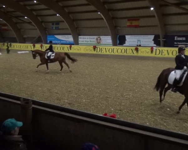 Reitturnier Essen-Stadtwald 2017