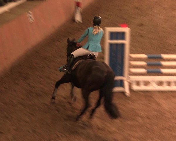 Reitturnier Bad Salzuflen 2017