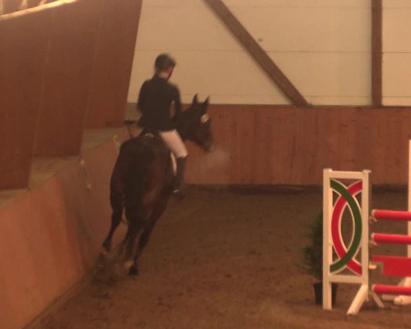 Reitturnier Bad Salzuflen 2017