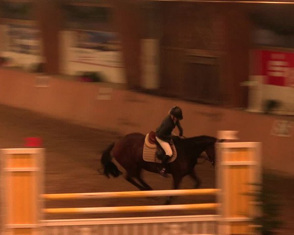 Reitturnier Bad Salzuflen 2017