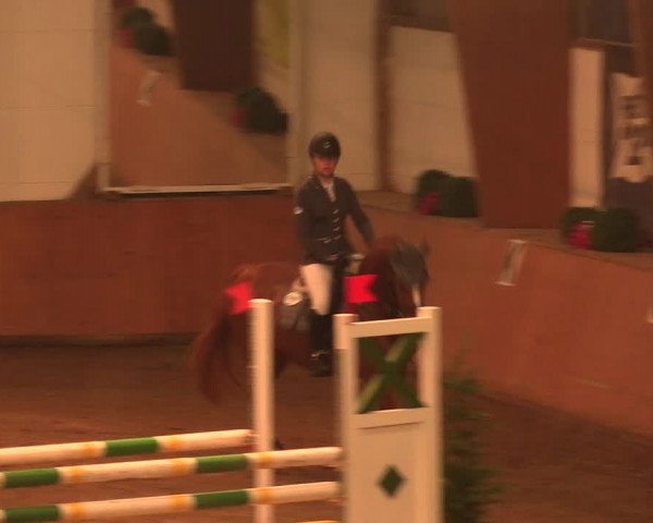 Reitturnier Bad Salzuflen 2017
