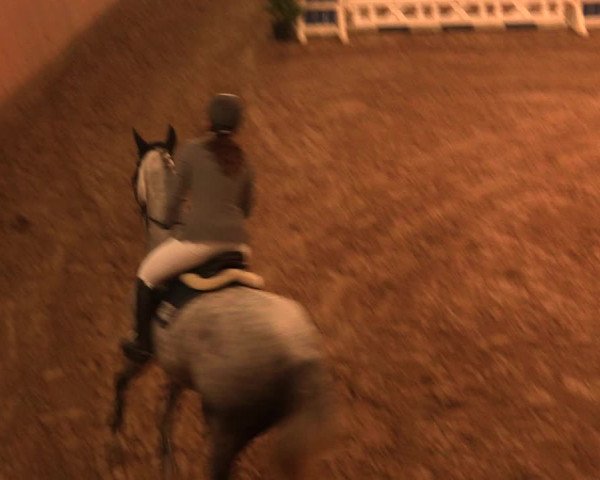 Reitturnier Bad Salzuflen 2017