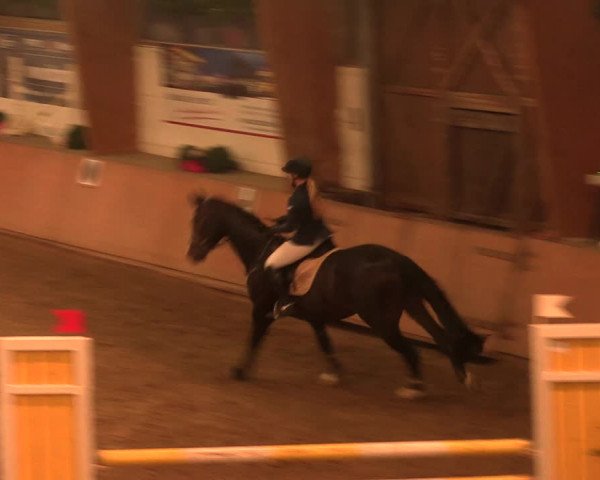 Reitturnier Bad Salzuflen 2017