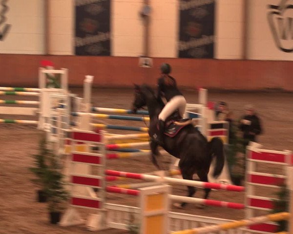 Reitturnier Bad Salzuflen 2017
