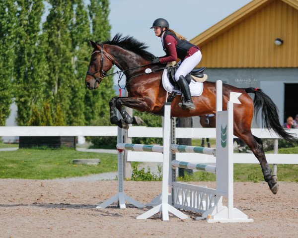 Jumper Guardiola (KWPN (Dutch Warmblood), 2011, from Cardento)