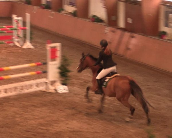 Reitturnier Bad Salzuflen 2017