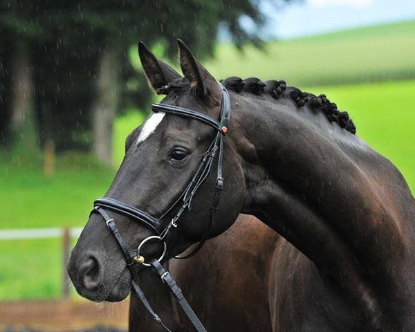 dressage horse Revito M (Hanoverian, 2011, from Rotspon) dressage horse Revito M (Hanoverian, 2011, from Rotspon)