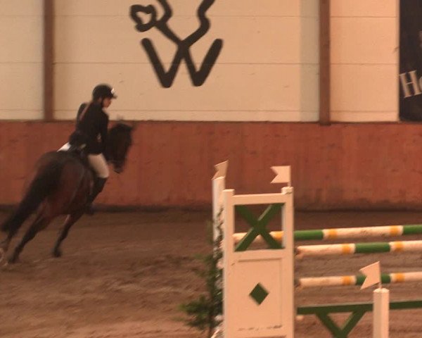 Reitturnier Bad Salzuflen 2017