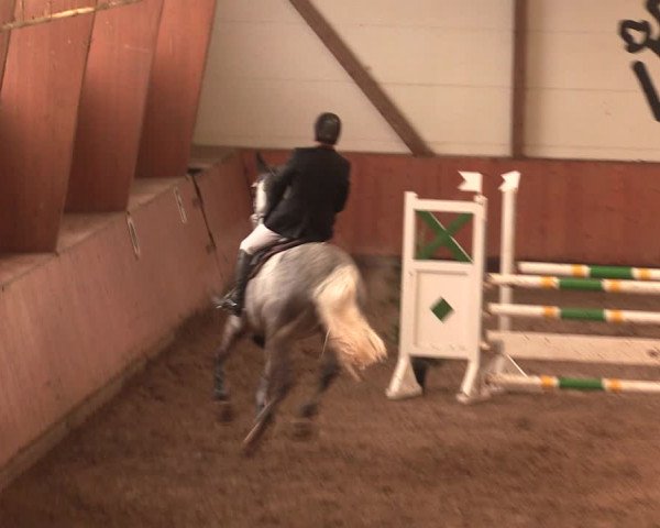Reitturnier Bad Salzuflen 2017