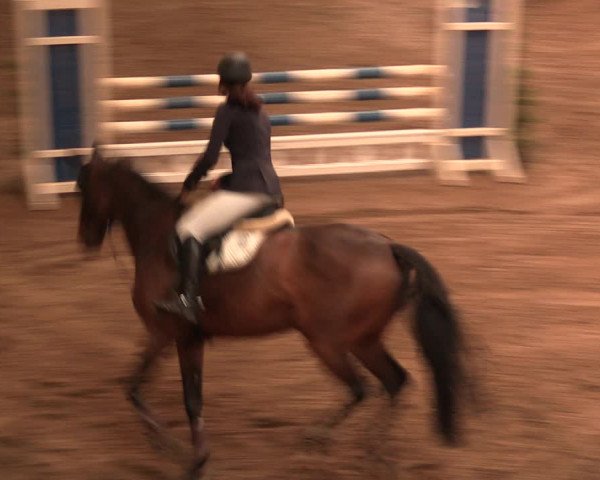 Reitturnier Bad Salzuflen 2017