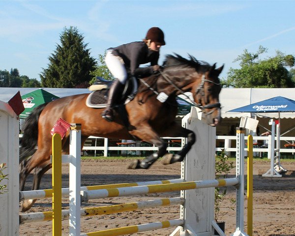 Springpferd Quintio O.H. (Holsteiner, 2006, von Quintero)
