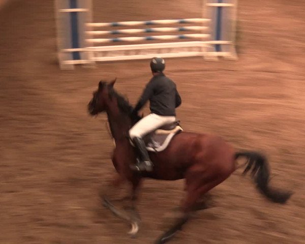 Reitturnier Bad Salzuflen 2017