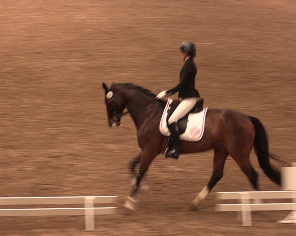 Reitturnier Bad Salzuflen 2017