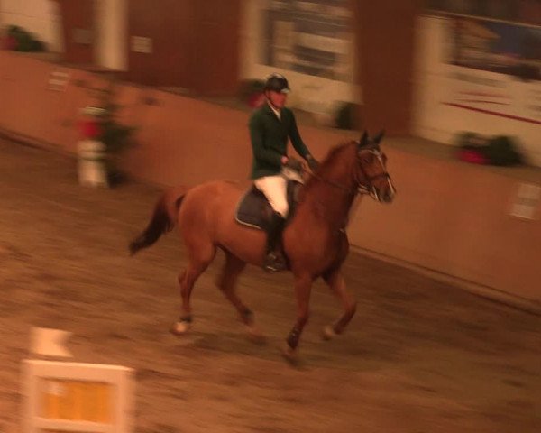 Reitturnier Bad Salzuflen 2017