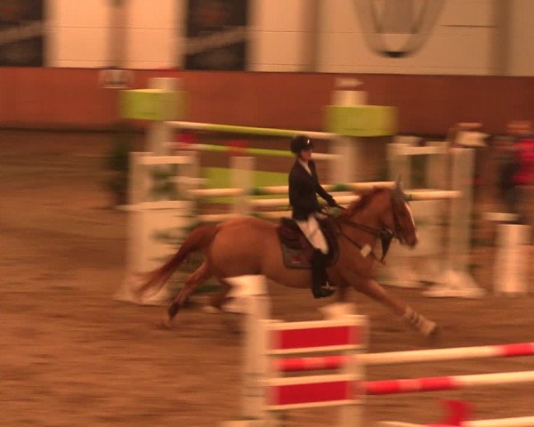 Reitturnier Bad Salzuflen 2017
