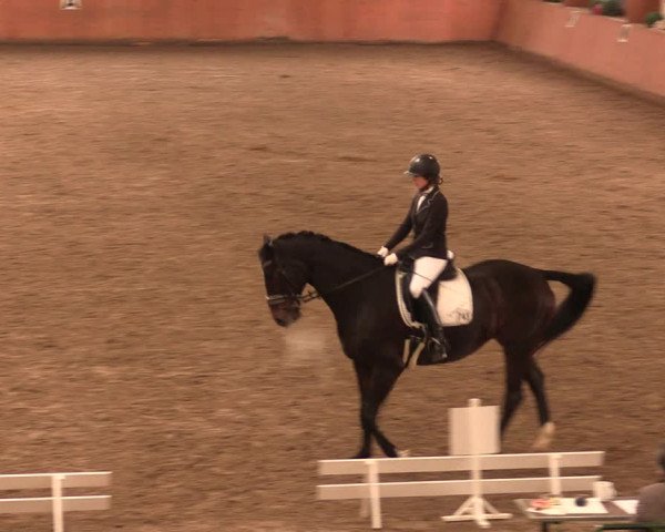 Reitturnier Bad Salzuflen 2017
