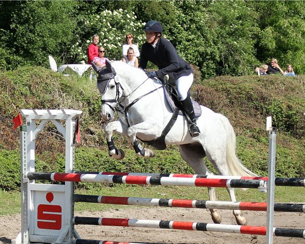 Springpferd Estoril 15 (KWPN (Niederländisches Warmblut), 2009, von Singapore)
