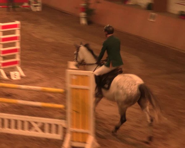 Reitturnier Bad Salzuflen 2017