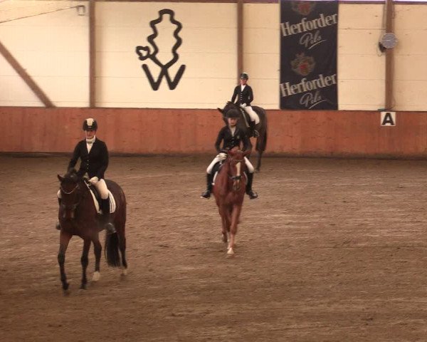 Reitturnier Bad Salzuflen 2017