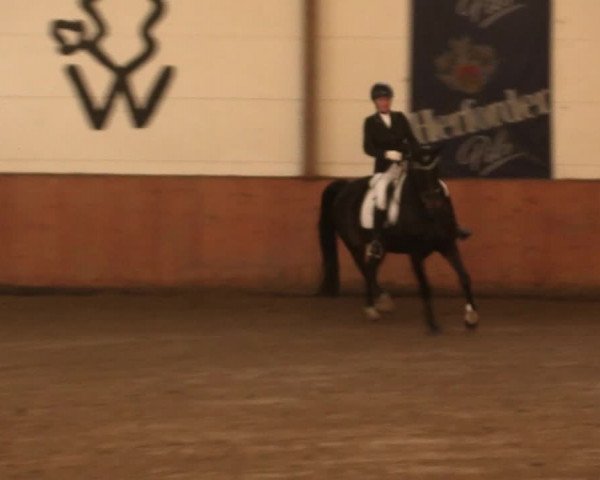 Reitturnier Bad Salzuflen 2017