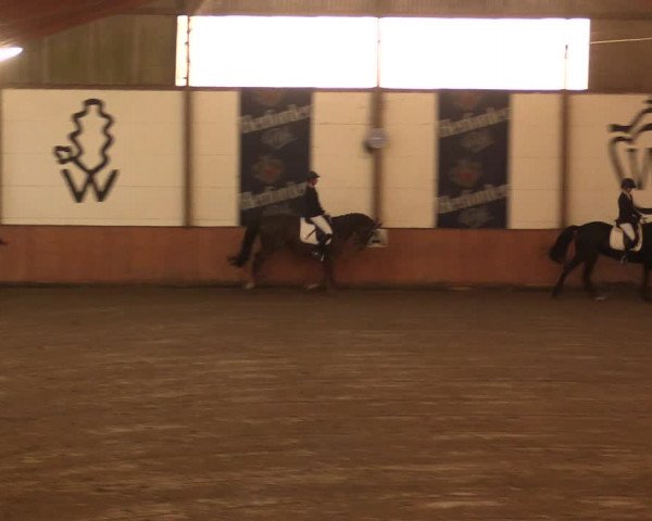 Reitturnier Bad Salzuflen 2017