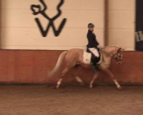 Reitturnier Bad Salzuflen 2017