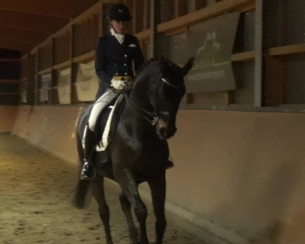 Reitturnier Leichlingen-Witzhelden 2017