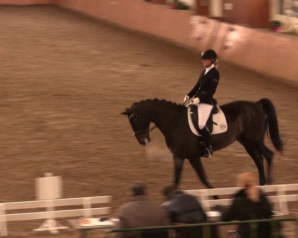 Reitturnier Bad Salzuflen 2017