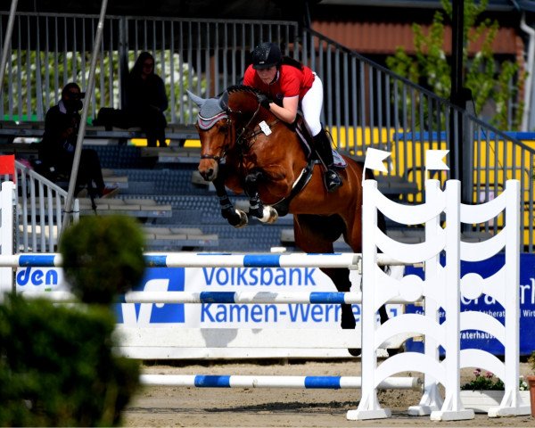 Springpferd Chanaia G (Westfale, 2011, von Calmaro)