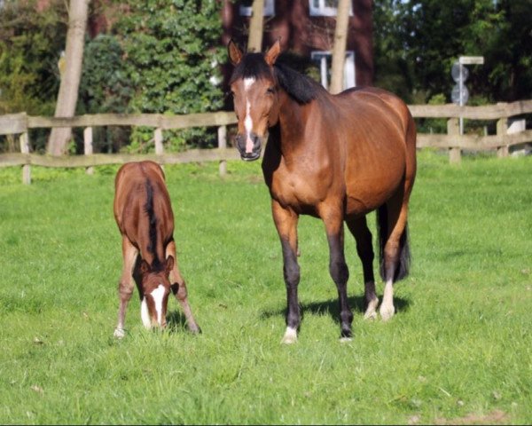 broodmare Camilla (Hanoverian, 2000, from Cordalme Z)