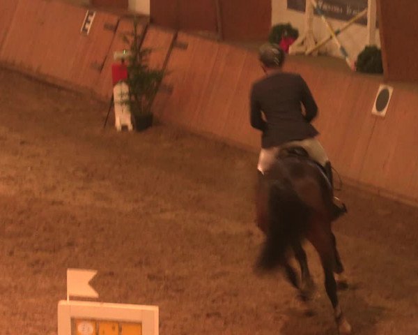 Reitturnier Bad Salzuflen 2017