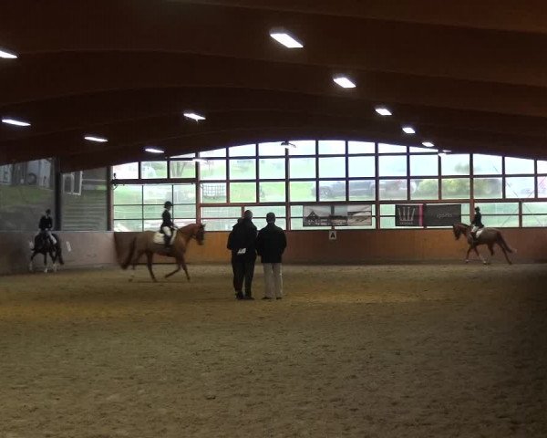 Reitturnier Leichlingen-Witzhelden 2017