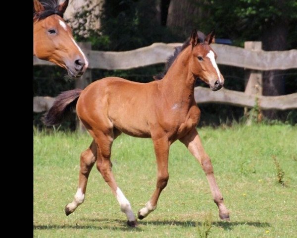 horse Khalisi (Oldenburg show jumper, 2017, from Kanndarco)