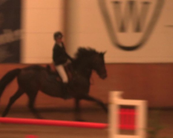 Reitturnier Bad Salzuflen 2017