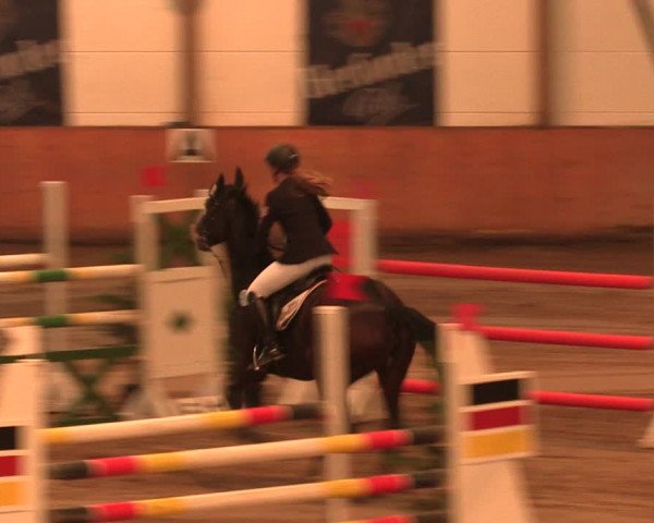 Reitturnier Bad Salzuflen 2017