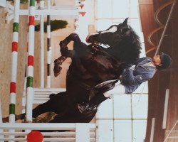 jumper Focus on me (KWPN (Royal Dutch Sporthorse), 2010, from Tolan R)