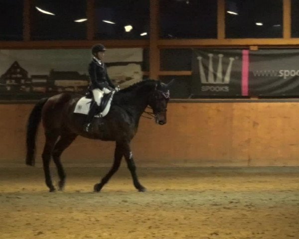 Reitturnier Leichlingen-Witzhelden 2017