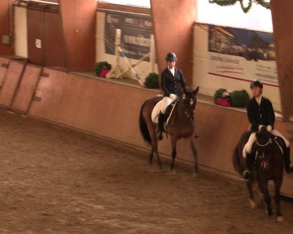 Reitturnier Bad Salzuflen 2017