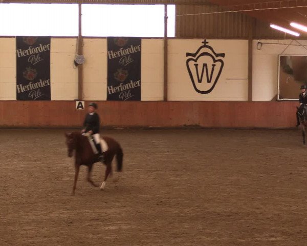 Reitturnier Bad Salzuflen 2017