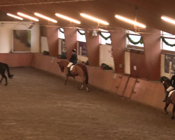 Reitturnier Bad Salzuflen 2017