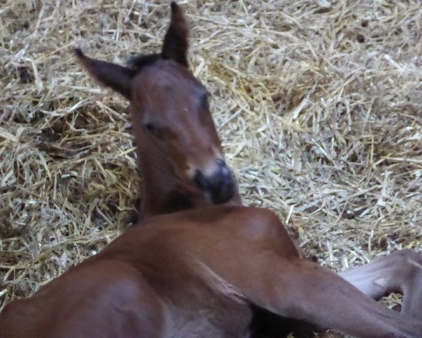 Springpferd Duke TS (Westfale, 2018, von Duke of Hearts xx)