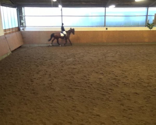 Reitturnier Leichlingen-Witzhelden 2017